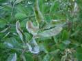 Powdery Mildew Crepe Myrtle